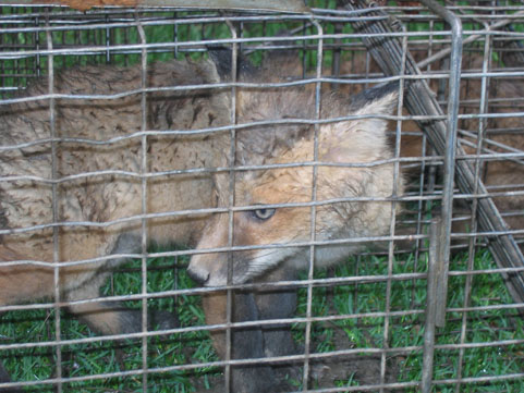 Fox and Raccoon Removal Mchenry County 